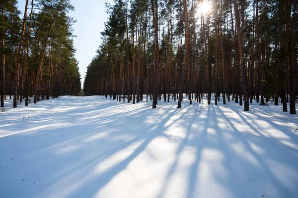 Piękna Zima Las Śniegu Zimowe Słoneczny Dzień Scena — Zdjęcie stockowe