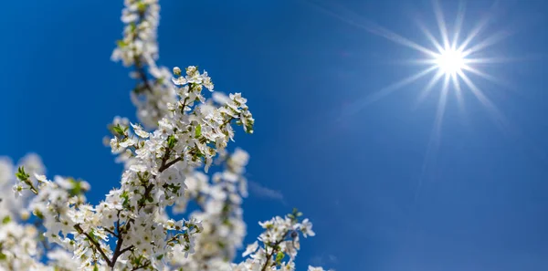 晴れた空の背景に咲いて春桜の木の枝 — ストック写真