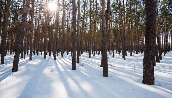 Zimowa Panorama Śniegiem Lasu — Zdjęcie stockowe