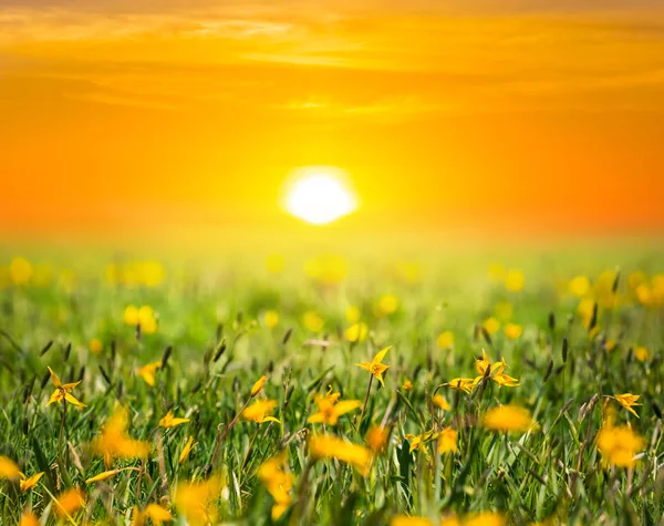 Bellissimo Paesaggio Verde Prateria Tramonto — Foto Stock