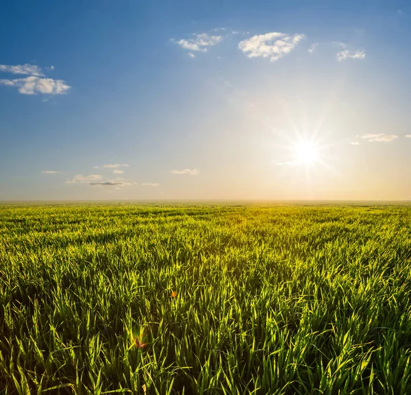 gün batımında yeşil kırsal alan manzara