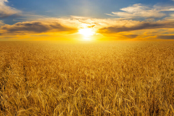 summer golden wheat field at the sunset