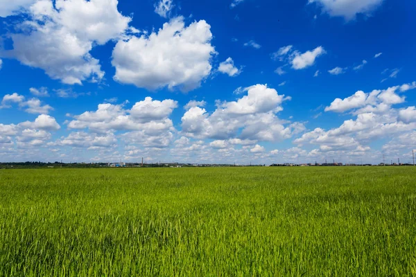 Green Rural Field Blue Cloudy Sky — Stock Photo, Image