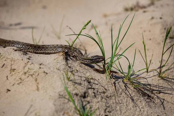 Small Closeup Snake Crawl Sand — Stock Photo, Image