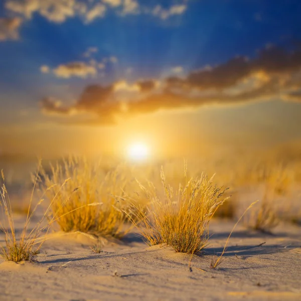 ドラマチックな日没小さなブッシュを砂浜草原 — ストック写真