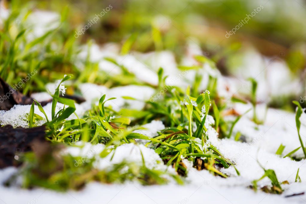 closeup green grass among a melting snow, spring scene