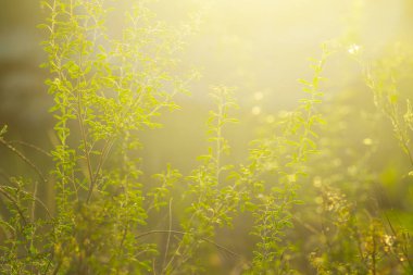 güneş ışığı altında doğal arka plan closeup yeşil çimen