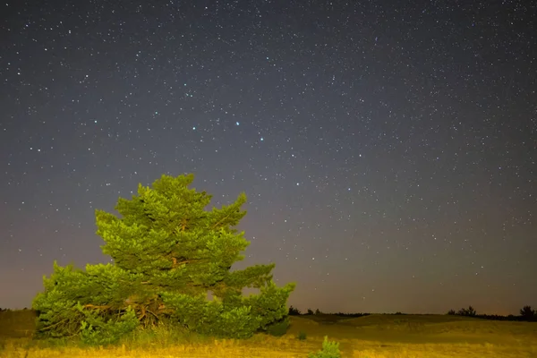 夜の草原風景 おおぐま座星座の下で松の木 — ストック写真