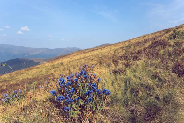 Stoku Mount Trawy Krzew Kwiaty Niebieski Prairie — Zdjęcie stockowe