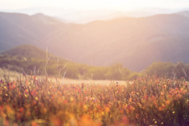 closeup dağ çayır çimen akşam güneş ışığı ile