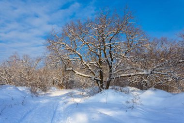 güzel kış manzarası, orman parlak gün kabarık bir karda