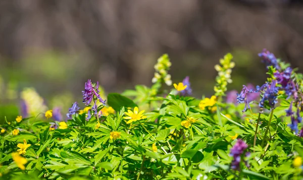Bahar Orman Portre Yeşil Çiçek Duvar Büyüme — Stok fotoğraf