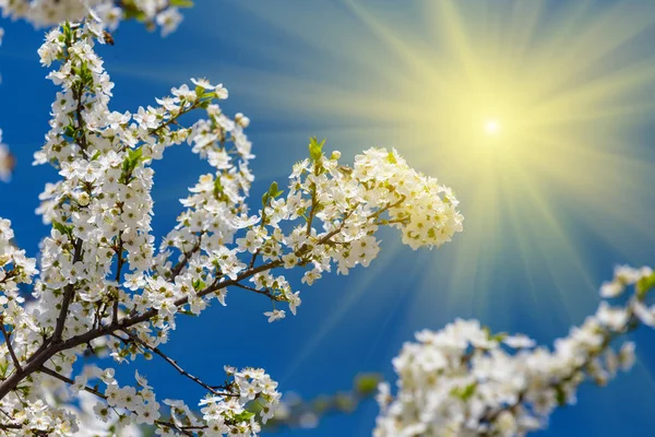 輝き太陽 自然の背景の光の花のクローズ アップのりんごの枝 — ストック写真