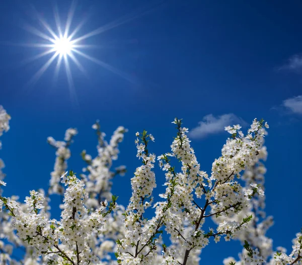 輝き太陽の下 青い空を背景に咲いて春リンゴの木の枝 — ストック写真