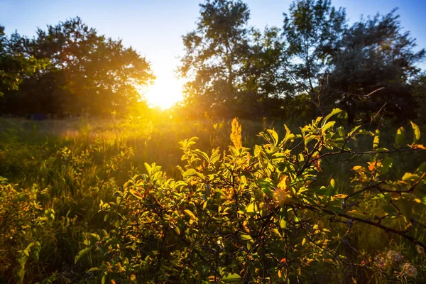 Лісова Галявина Заході Сонця Тихий Вечірній Сільський Пейзаж — стокове фото