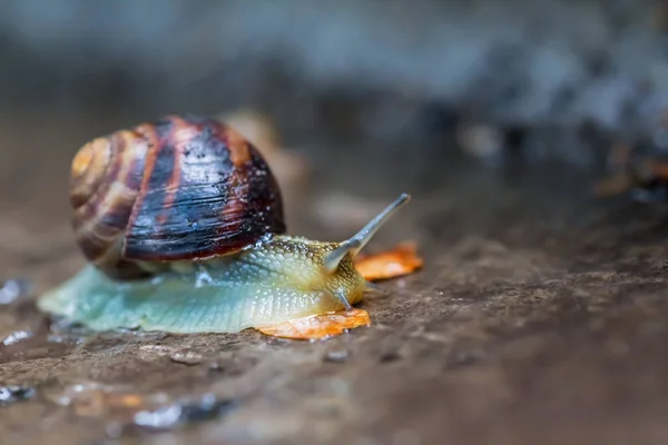 Primer Plano Uva Caracol Gatear Piedra Mojada — Foto de Stock