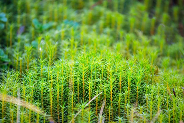 Closeup Fluffy Green Moss Carpet Natural Background — Stock Photo, Image