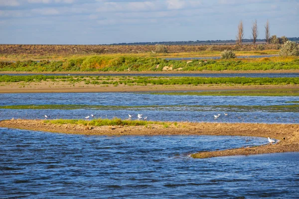 Small Blue Lake Seagull Prairie — Stock Photo, Image