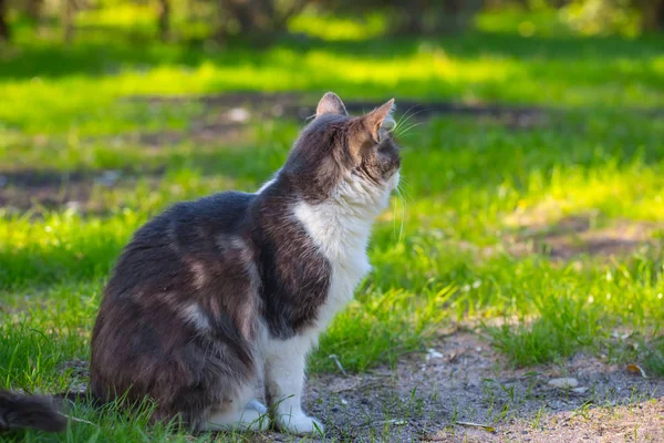 Красивая Кошка Сидит Траве Саду — стоковое фото