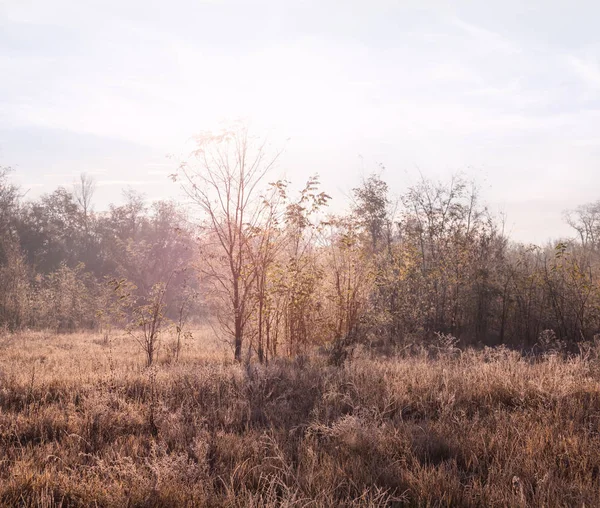 Tidig Morgon Landskap Vintern Frusna Skogen Glade Sunrise — Stockfoto