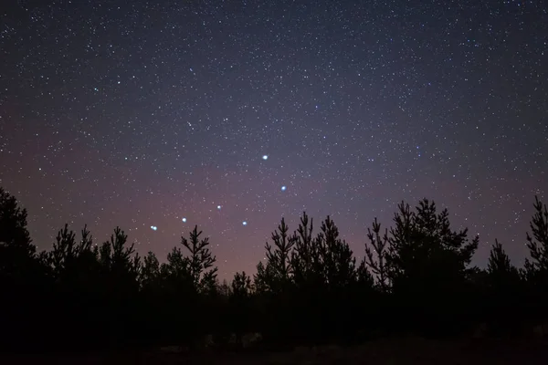 Lugn Nattscen Pine Forest Siluett Med Ursa Major Konstellation Ovan — Stockfoto