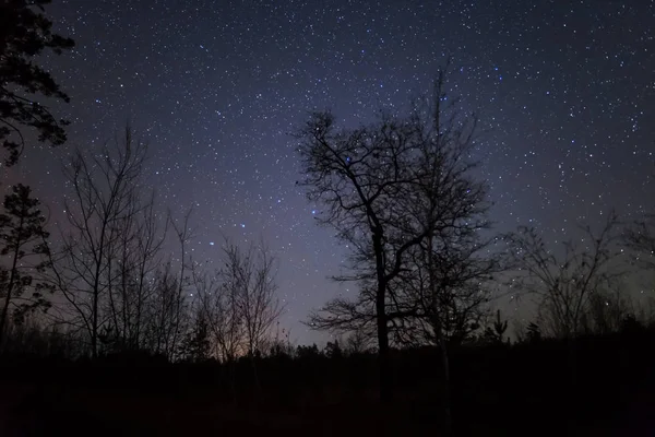Quiet Night Scene Dark Forest Tree Silhouette Night Starry Sky — Stok fotoğraf