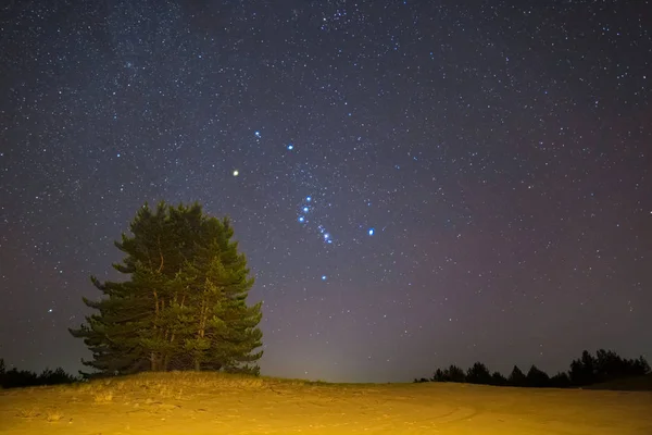 Pradera Nocturna Paisaje Pino Bajo Una Constelación Orión — Foto de Stock