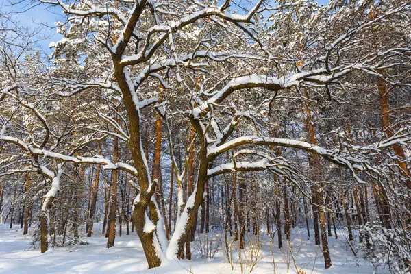 Bosque Invernal Nieve Día Brillante — Foto de Stock