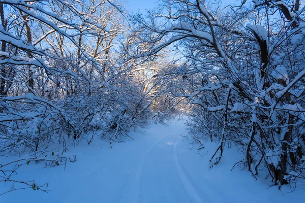 Bir Kar Ile Kaplı Kış Orman Portre Tünelden — Stok fotoğraf