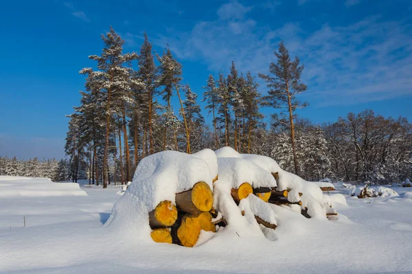 ツリー ログのヒープを持つ美しい冬積雪フォレスト — ストック写真