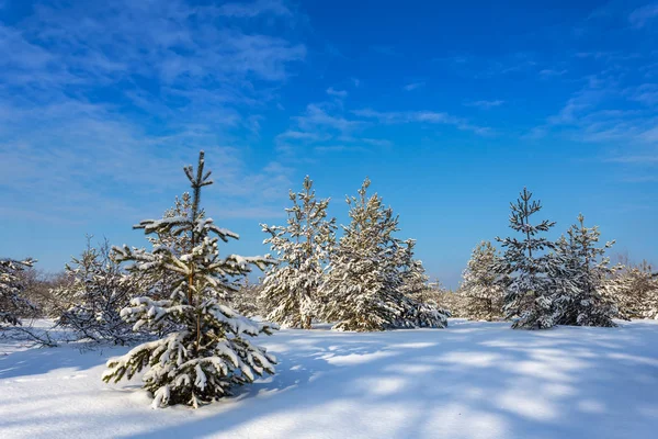 Krásné Zimní Borovém Lese Sněhu Zimní Světlé Pozadí — Stock fotografie