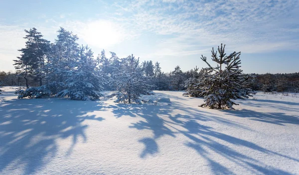Wunderschöner Winter Tannenwald Bedeckt Von Schnee Strahlend Sonnigen Tag — Stockfoto
