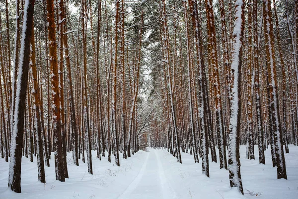 Śniegiem Drogi Przez Las Sosnowy — Zdjęcie stockowe