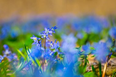 tatlı güzel mavi bir ormanda bahar çiçekleri