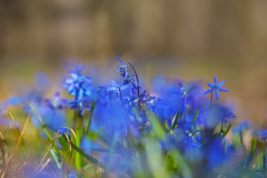 mavi bahar çiçekleri bir ormandaki ısı