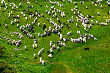 gemi sürü yeşil dağların arasında