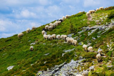koyun sürüsü yürüyüş üzerinde bir dağ geçidi
