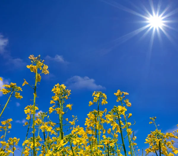 Yellow Rape Flowers Blue Sky Background Sparkle Sun — Stock Photo, Image