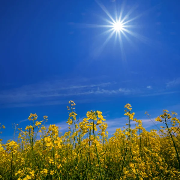 Sarı Tecavüz Çiçekler Bir Işıltı Güneş Altında Mavi Gökyüzü Arka — Stok fotoğraf