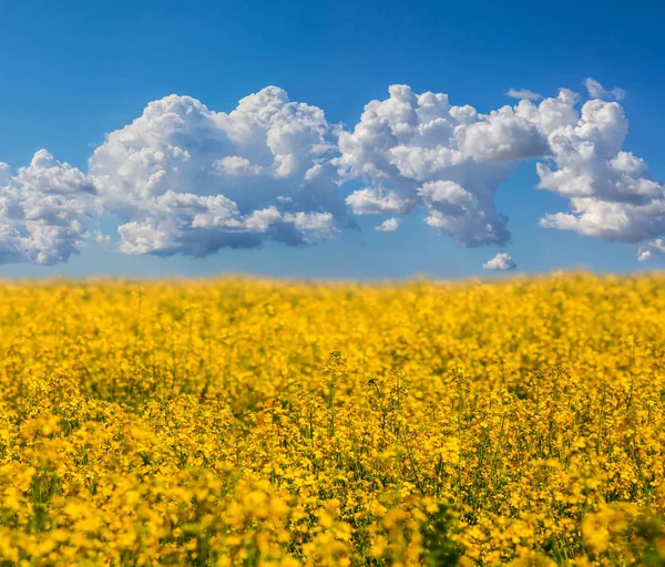 青い曇り空の下美しい黄色の菜の花畑 — ストック写真
