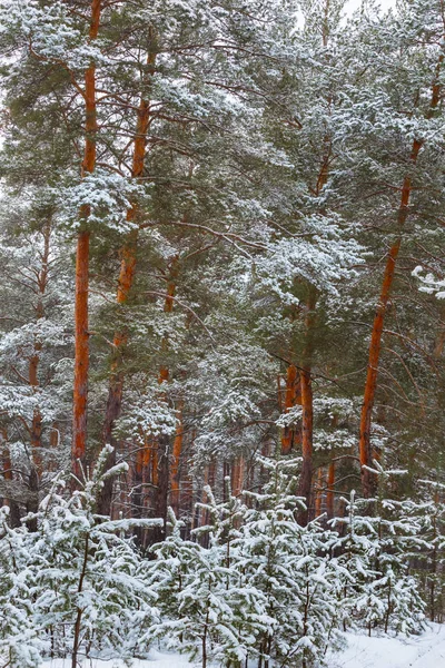 Тихий Сосновый Лес Снегу — стоковое фото