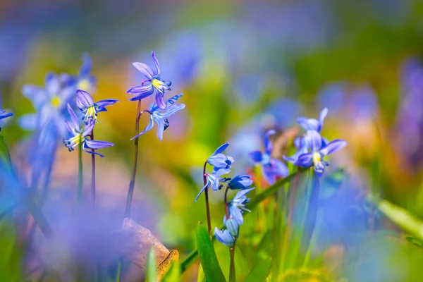 Closeup Krásné Modré Květy Jaře Lesním Palouku — Stock fotografie