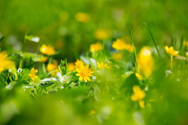 Beautiful Closeup Flowers Grass Nature Spring Background — Stock Photo, Image