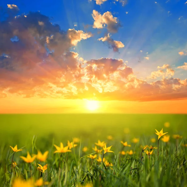 夕日に花が咲く美しい緑の草原 — ストック写真