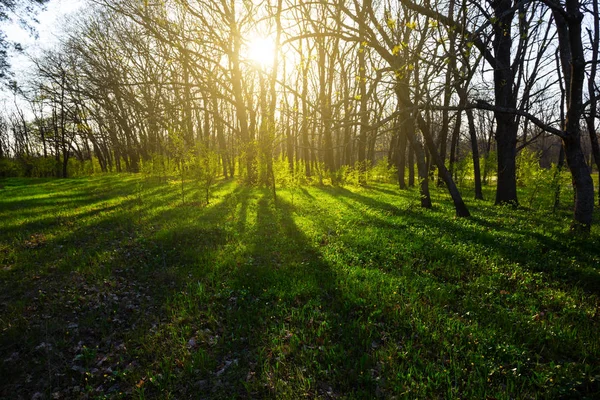 Hermoso Bosque Primavera Verde Atardecer — Foto de Stock