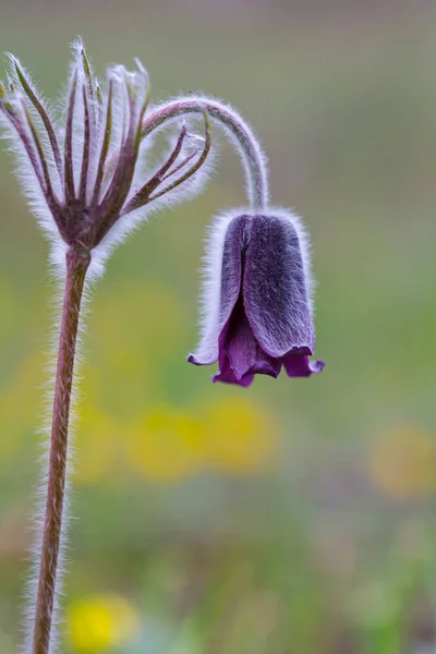 Closeup Violet Prairie Bell Flower Prairie — Stock Photo, Image