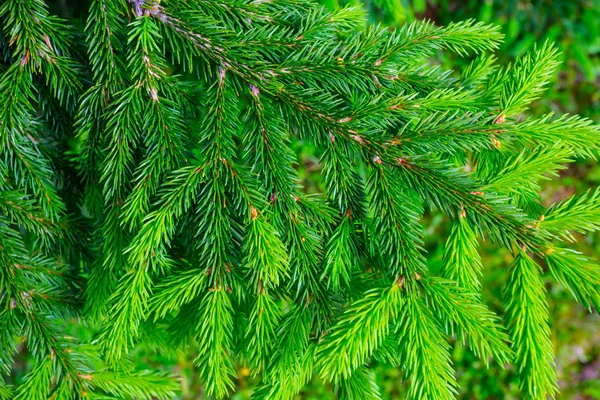 Närbild Fir Tree Gren Gröna Träd Bakgrund — Stockfoto