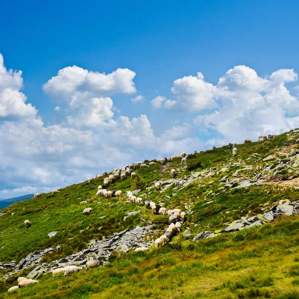 Pastoreio Ovelhas Caminhar Sobre Passo Montanha — Fotografia de Stock
