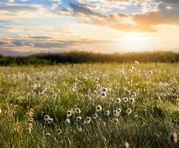 夏の草原で 夕日を花風景 — ストック写真