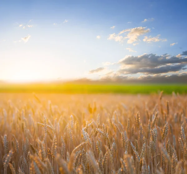 Mooie Zomerse Tarweveld Bij Zonsondergang — Stockfoto